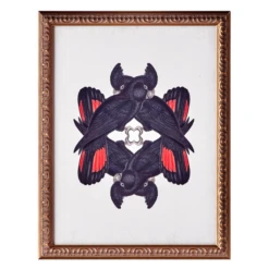 Calyptorhynchus Banksi